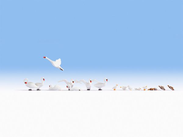 NOC15774 - Duck and swans - 1