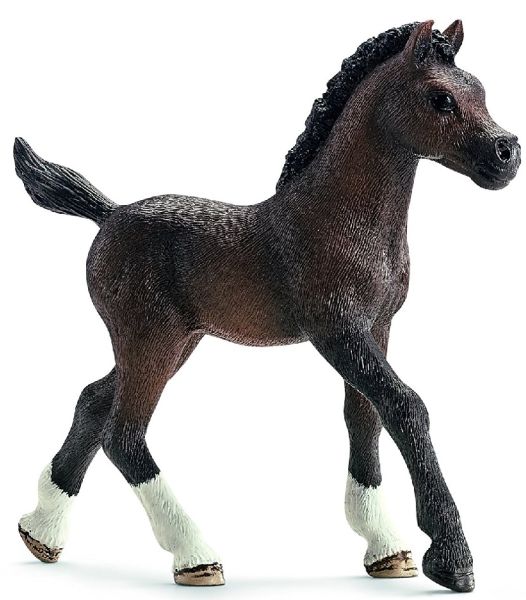 SHL13762 - Arabian foal - 1