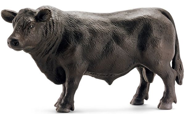 SHL13766 - Angus bull - 1