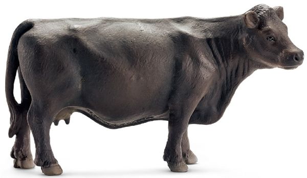 SHL13767 - Angus cow - 1