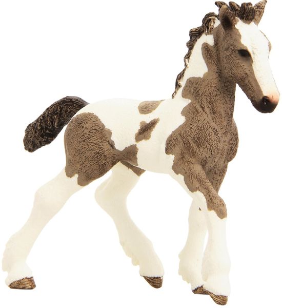 SHL13774 - Tinker Foal - 1