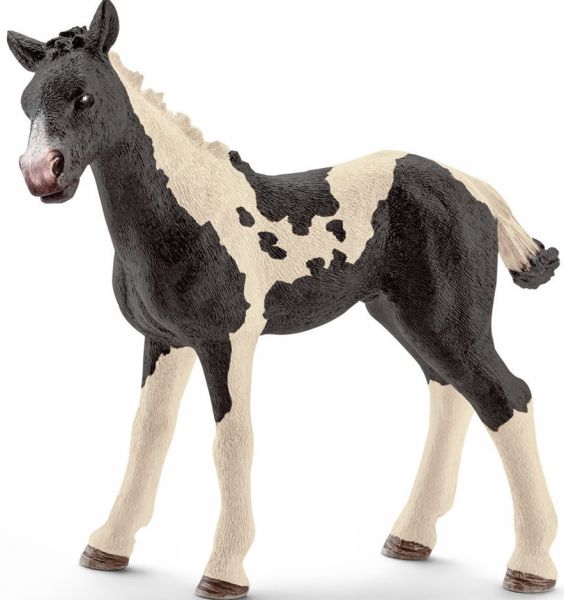 SHL13803 - Pinto foal - 1