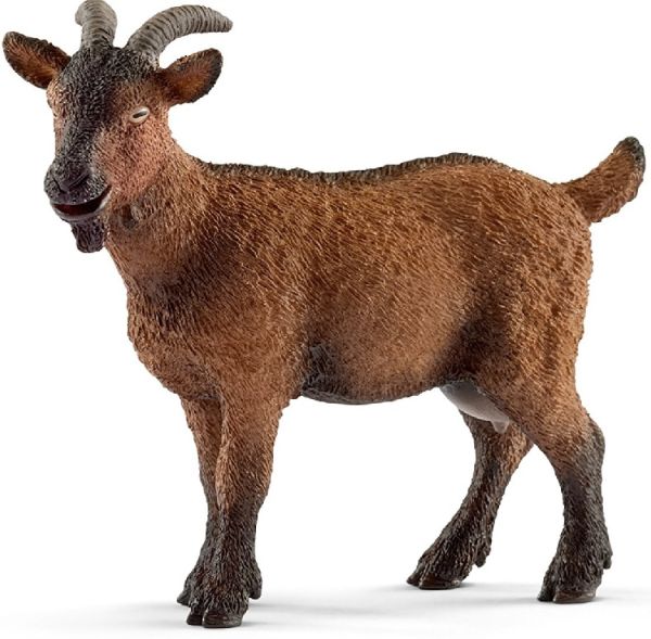 SHL13828 - Goat - 1