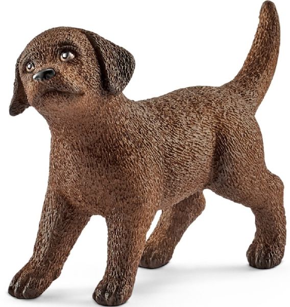 SHL13835 - Labrador Retriever puppy - 1