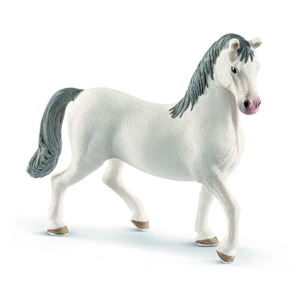 SHL13887 - Lipizzan stallion - 1