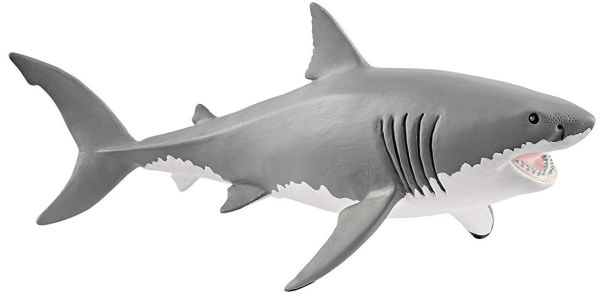 SHL14809 - White shark - 1