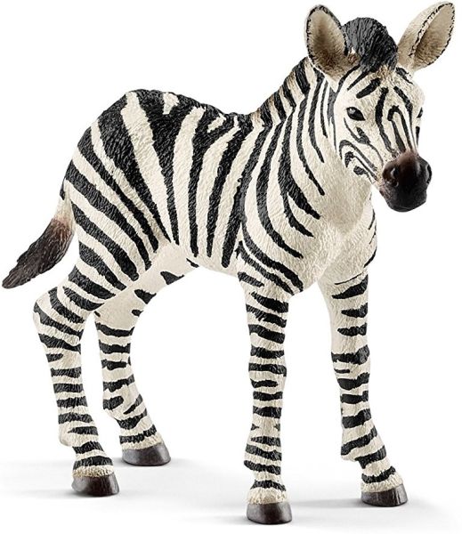 SHL14811 - Young zebra - 1