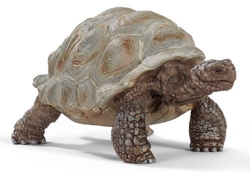 SHL14824 - Giant tortoise - 1