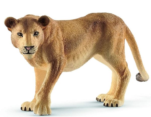 SHL14825 - Lioness - 1