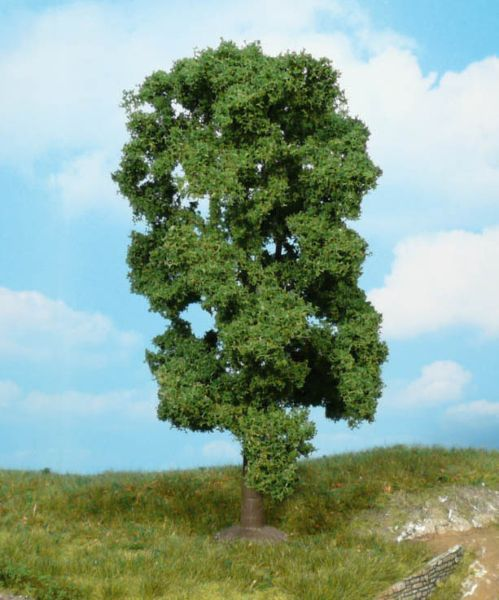 HEK1910 - Linden tree 18 cm - 1