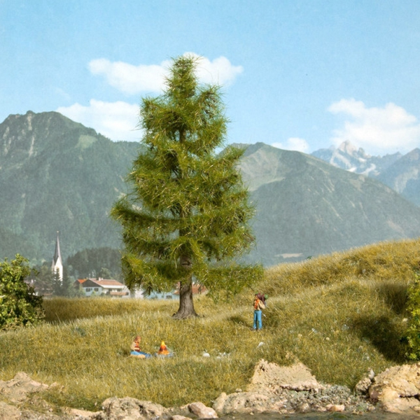 NOC21816 - Spruce 14.5 cm - 1