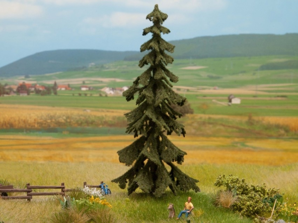 NOC21922 - Red fir 14.5 cm - 1