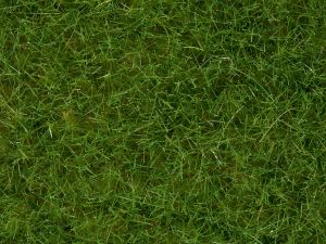 NOC07092 - Pot wilgrass 100g