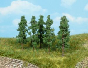 HEK1123 - 6 Poplar trees 5.5 cm