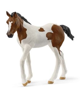 SHL14899 - Paint Horse Foal