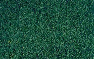 HEK1613 - Pine green microflock foliage - 200 ml