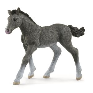 SHL13944 - Foal Trakehnen
