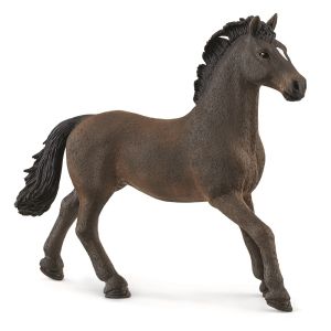 SHL13946 - Oldenburg Stallion