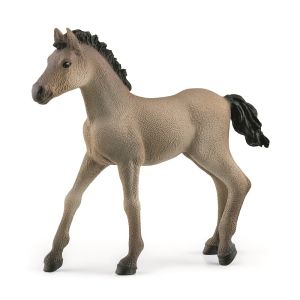 SHL13949 - Foal Criollo Definitivo