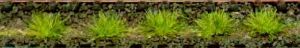 HEK1800 - 100 Tufts of spring grass 6 mm