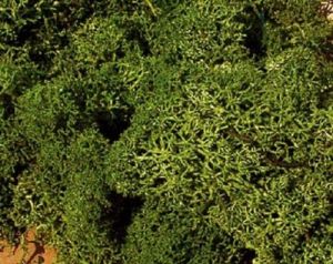 HEK3222 - 75g bag of medium green moss