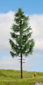 NOC20197 - High-Studded Spruce 23 cm