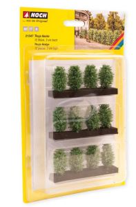 NOC21547 - 3cm thuja hedge