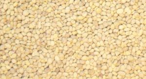 JUW23105 - 150g bag of miniature potatoes for diorama
