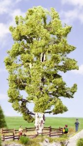 NOC21641 - Double-stemmed birch 19cm