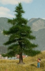 NOC21810 - Nordmann fir 12 cm