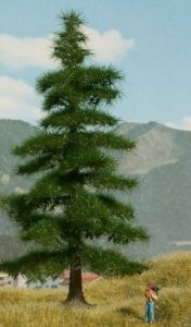 NOC21811 - Nordmann fir 14.5 cm