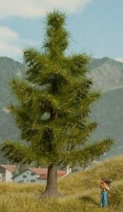 NOC21815 - Spruce 12 cm