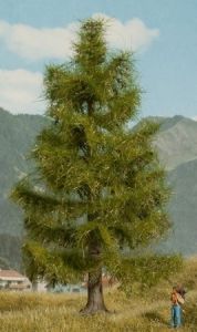 NOC21816 - Spruce 14.5 cm