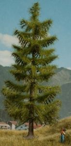 NOC21817 - Spruce 18.5 cm