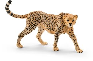 SHL14746 - female cheetah