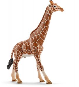 SHL14749 - male giraffe