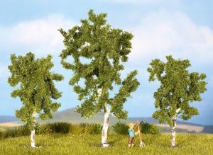 NOC25520 - 3 Birch trees 4.5 cm