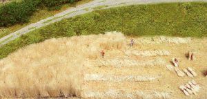 HEK3115 - Reeds 50 g
