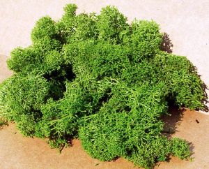 HEK3219 - Light green lichen 75 g