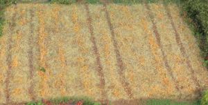 HEK33520 - 2-3 mm thatch grass fibre - 50 g