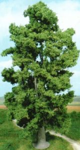HEK1942 - Sugar maple 30 cm