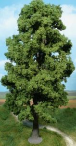 HEK1943 - Sycamore maple 35 cm