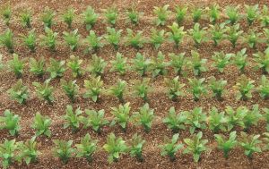 JUW23387 - 50 Miniature beet root