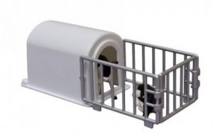 KID571964 - Lot of 2 black and white calves with niche