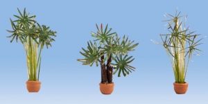 NOC14024 - Palm trees