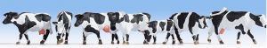 NOC15725 - Holstein cow