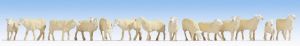 NOC15749 - sheep