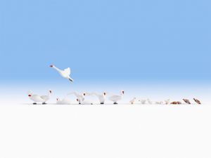 NOC15774 - Duck and swans