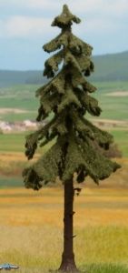 NOC21924 - Red fir with high stem 14.5 cm