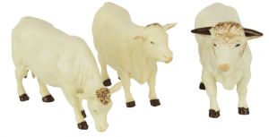 BRI43240 - Charolais cows